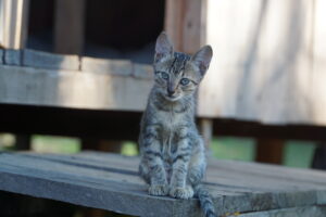 South America wilderness